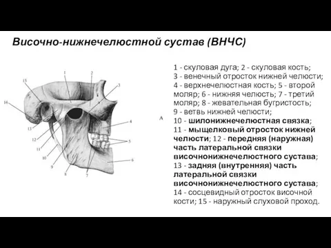 Височно-нижнечелюстной сустав (ВНЧС) 1 - скуловая дуга; 2 - скуловая