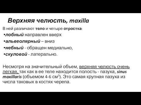 Верхняя челюсть, maxilla В ней различают тело и четыре отростка: