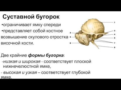 Суставной бугорок ограничивает ямку спереди представляет собой костное возвышение скулового