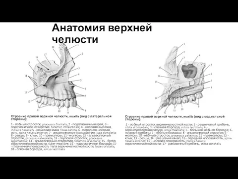 Анатомия верхней челюсти Строение правой верхней челюсти, maxilla (вид с
