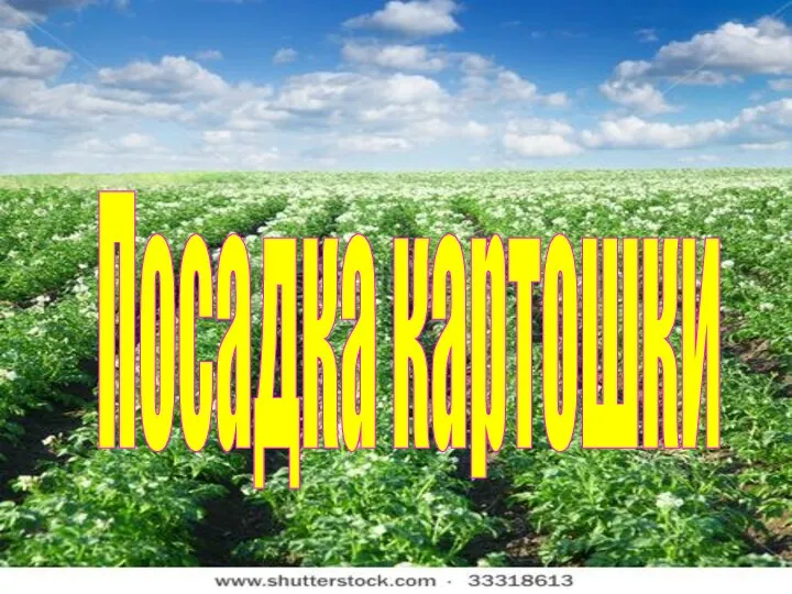 Посадка картошки