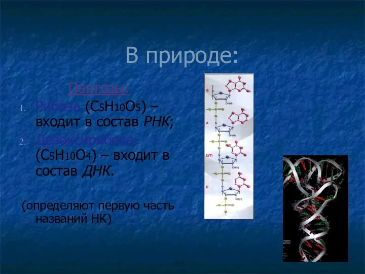 В природе: Пентозы: Рибоза (С5Н10О5) – входит в состав РНК; Дезоксирибоза (С5Н10О4) –