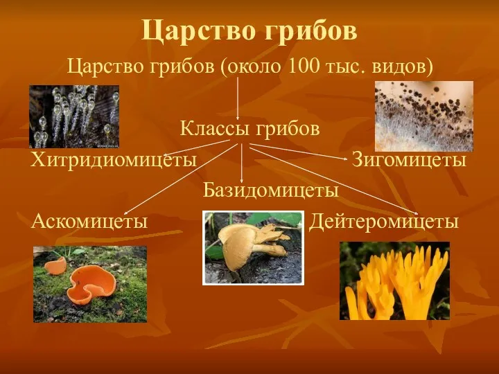 Царство грибов Царство грибов (около 100 тыс. видов) Классы грибов Хитридиомицеты Зигомицеты Базидомицеты Аскомицеты Дейтеромицеты