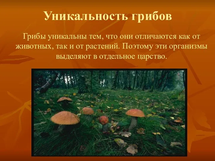 Уникальность грибов Грибы уникальны тем, что они отличаются как от