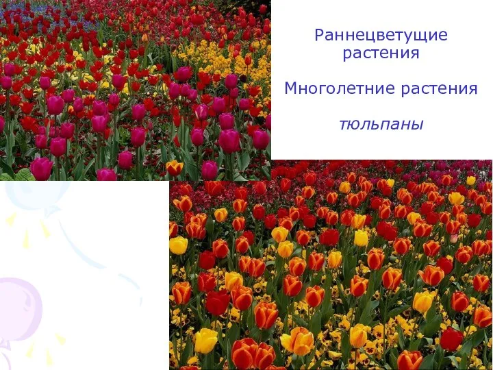 Раннецветущие растения Многолетние растения тюльпаны
