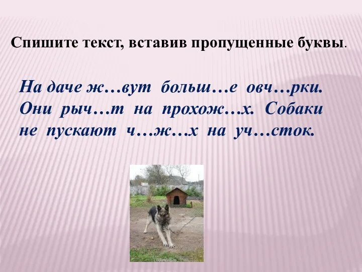 Спишите текст, вставив пропущенные буквы. На даче ж…вут больш…е овч…рки.