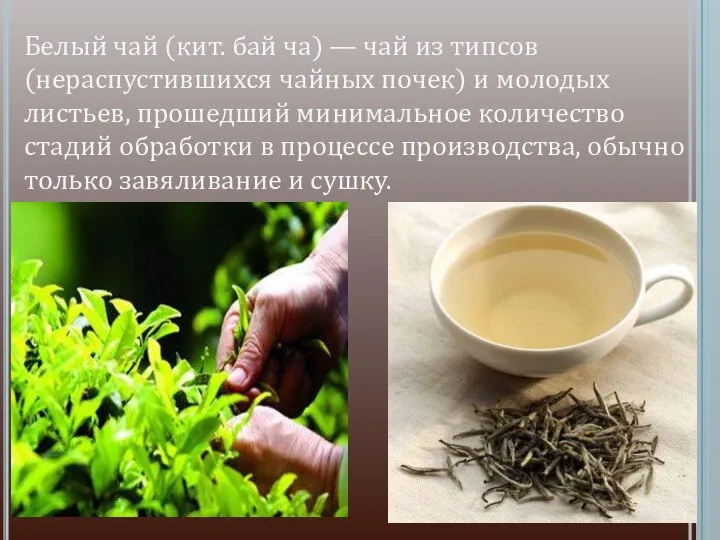 Белый чай (кит. бай ча) — чай из типсов (нераспустившихся