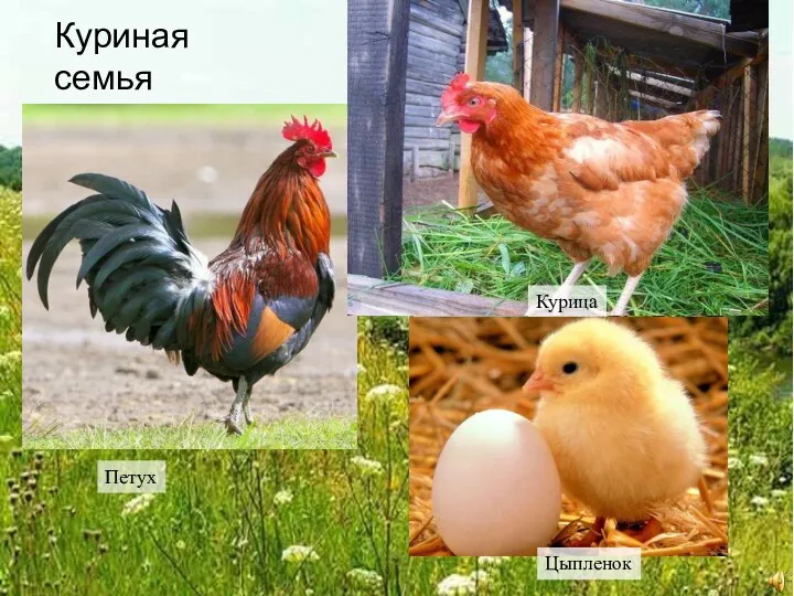 Куриная семья Петух Курица Цыпленок