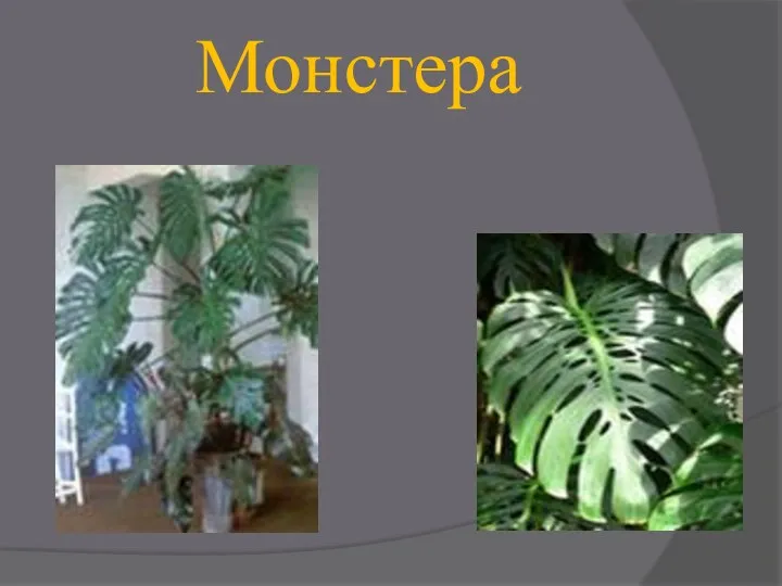 Монстера