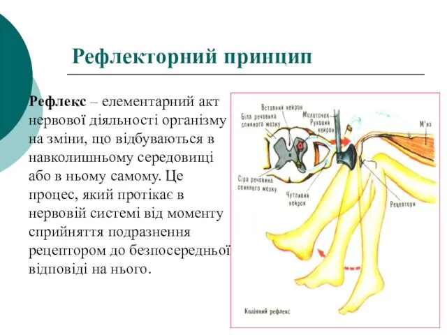 Рефлекторний принцип Рефлекс – елементарний акт нервової діяльності організму на зміни, що відбуваються