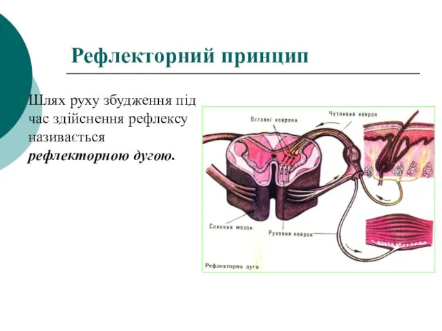 Рефлекторний принцип Шлях руху збудження під час здійснення рефлексу називається рефлекторною дугою.