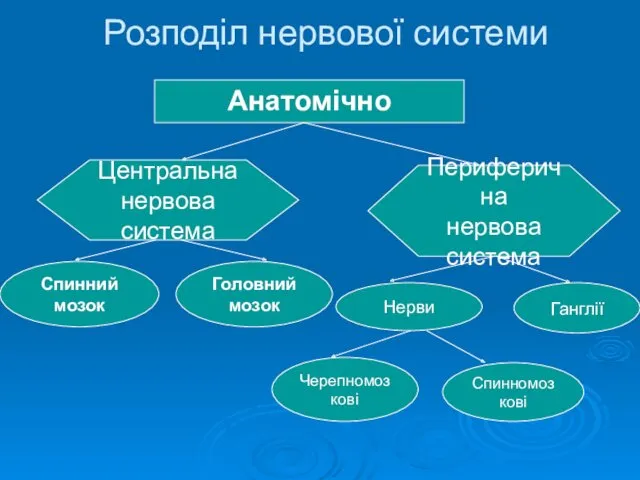 Розподіл нервової системи Анатомічно Центральна нервова система Спинний мозок Головний мозок Периферична нервова