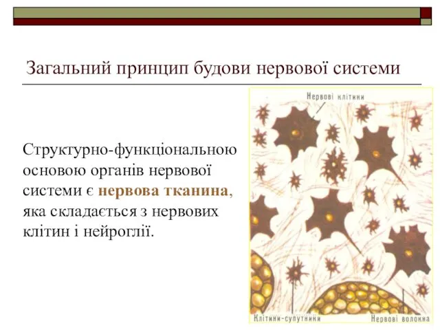 Загальний принцип будови нервової системи Структурно-функціональною основою органів нервової системи є нервова тканина,