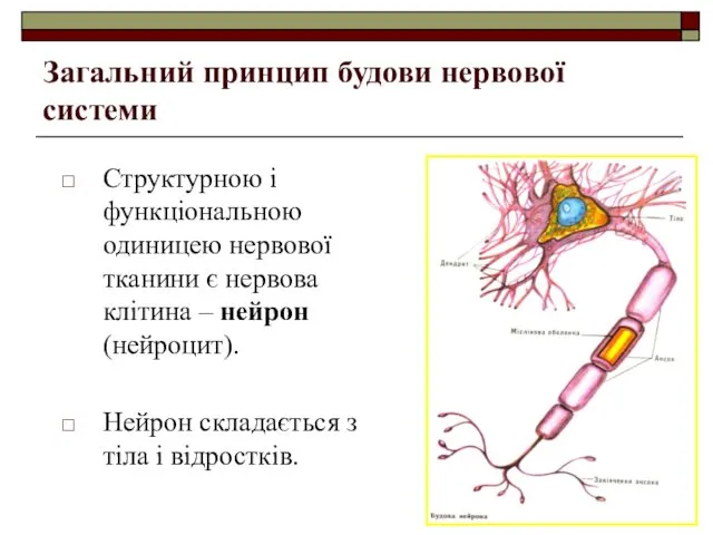 Загальний принцип будови нервової системи Структурною і функціональною одиницею нервової тканини є нервова