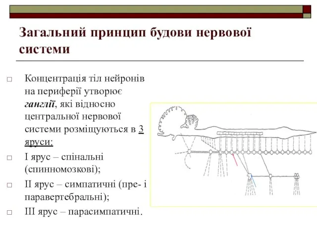 Загальний принцип будови нервової системи Концентрація тіл нейронів на периферії утворює ганглії, які