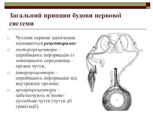 Загальний принцип будови нервової системи Чутливі нервові закінчення називаються рецепторами: