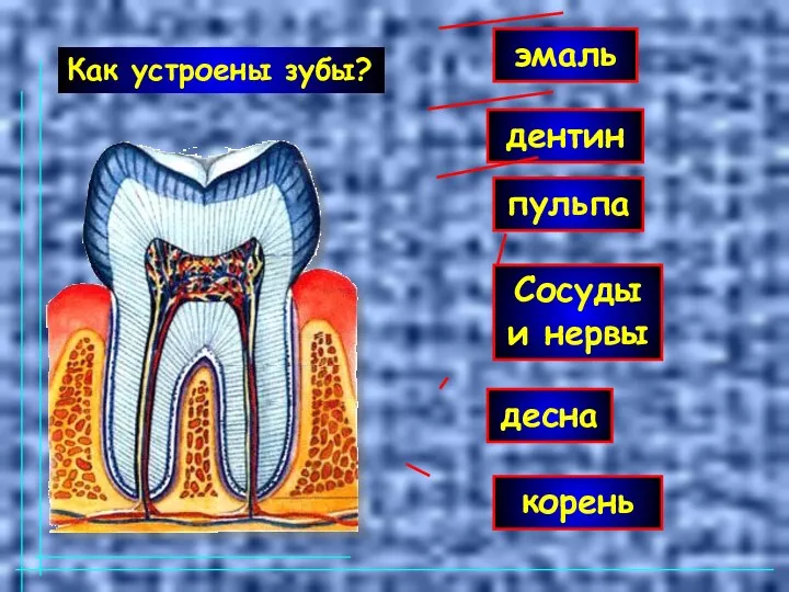 эмаль дентин пульпа корень Сосуды и нервы десна Как устроены зубы?
