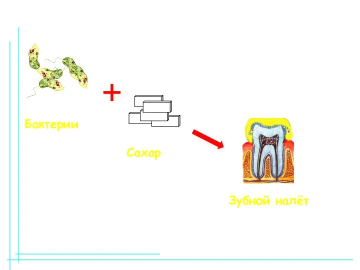 Бактерии Сахар Зубной налёт