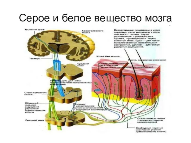 Серое и белое вещество мозга