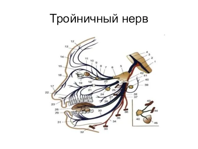 Тройничный нерв