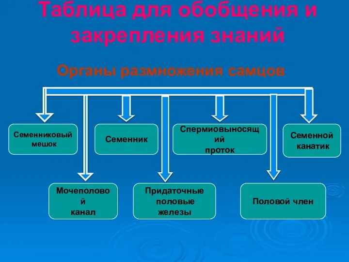 Таблица для обобщения и закрепления знаний Органы размножения самцов Семенниковый