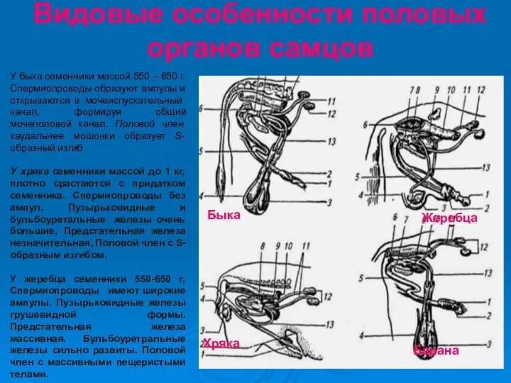 Видовые особенности половых органов самцов Быка Жеребца Хряка Барана У