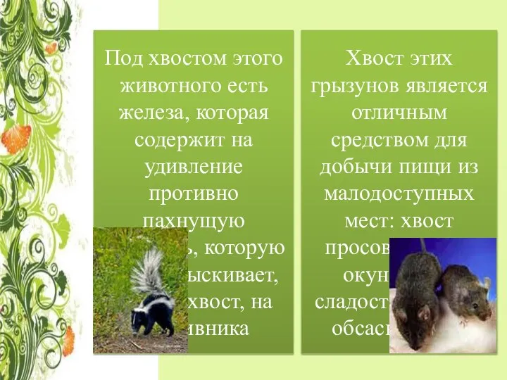 Под хвостом этого животного есть железа, которая содержит на удивление противно пахнущую жидкость,