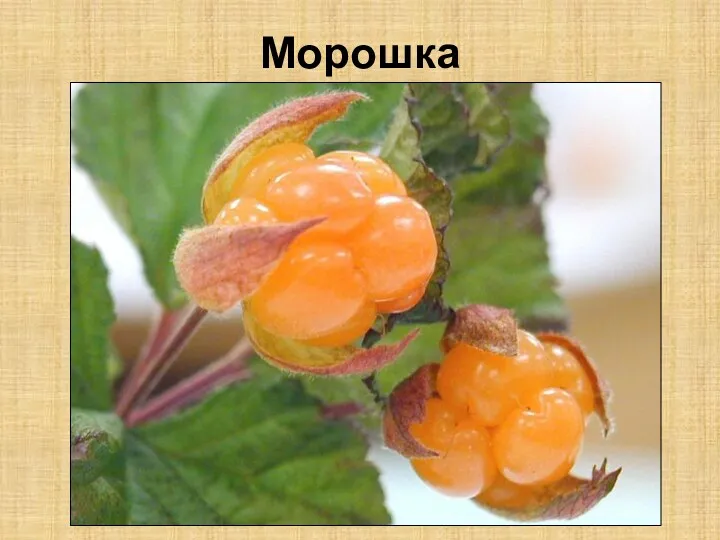 Морошка