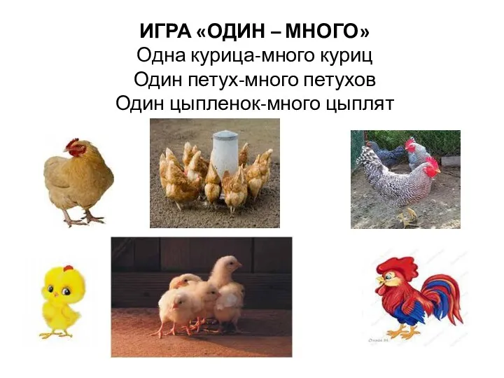 ИГРА «ОДИН – МНОГО» Одна курица-много куриц Один петух-много петухов Один цыпленок-много цыплят