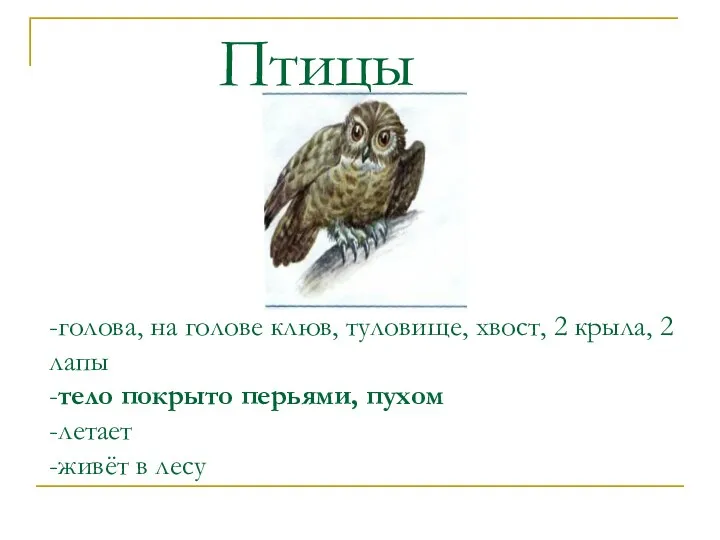 -голова, на голове клюв, туловище, хвост, 2 крыла, 2 лапы -тело покрыто перьями,