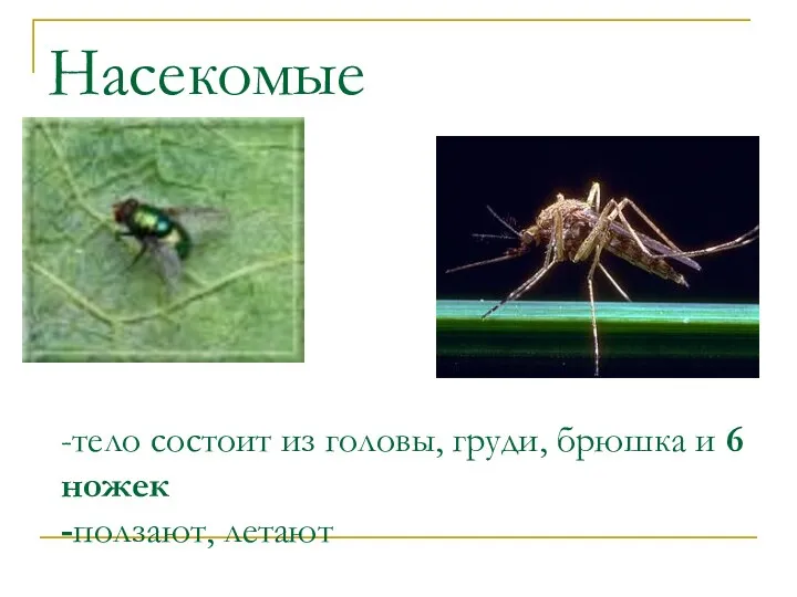 Насекомые -тело состоит из головы, груди, брюшка и 6 ножек -ползают, летают