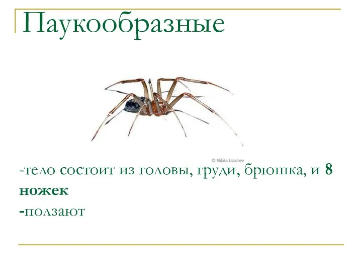 Паукообразные -тело состоит из головы, груди, брюшка, и 8 ножек -ползают