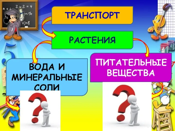 ВОДА И МИНЕРАЛЬНЫЕ СОЛИ ПИТАТЕЛЬНЫЕ ВЕЩЕСТВА РАСТЕНИЯ ТРАНСПОРТ