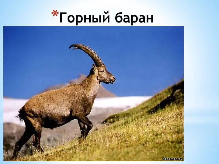 Горный баран