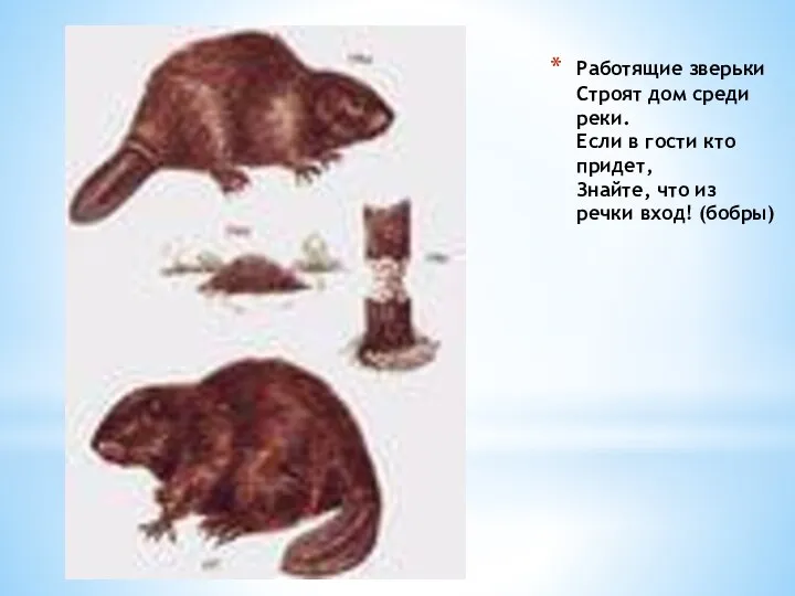 Работящие зверьки Строят дом среди реки. Если в гости кто придет, Знайте, что