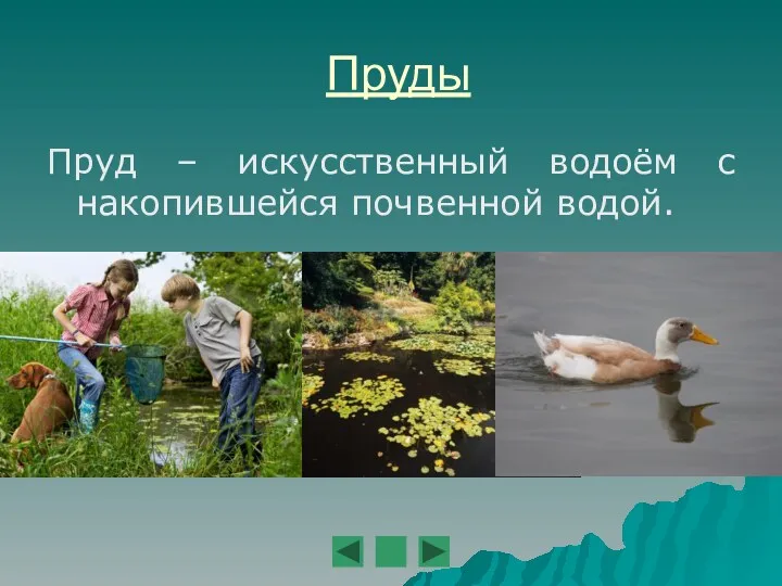 Пруды Пруд – искусственный водоём с накопившейся почвенной водой.