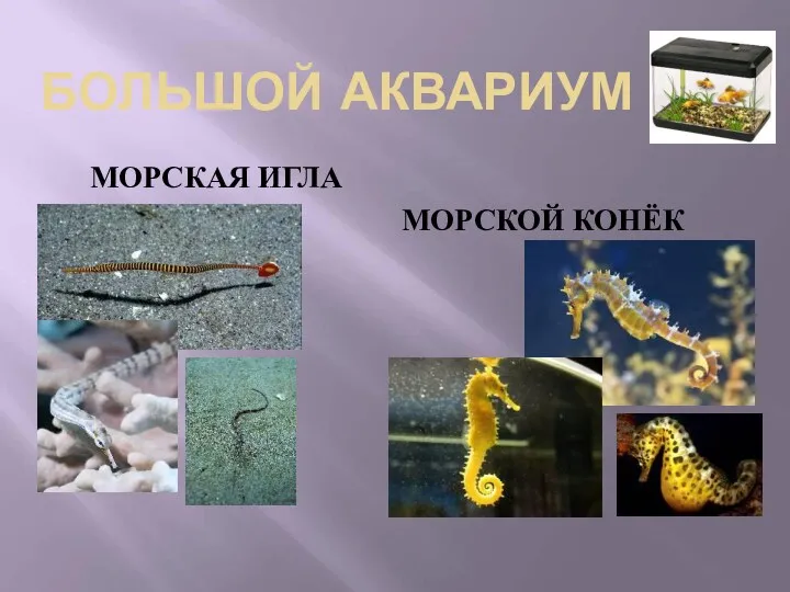 БОЛЬШОЙ АКВАРИУМ МОРСКАЯ ИГЛА МОРСКОЙ КОНЁК