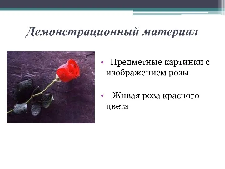 Демонстрационный материал Предметные картинки с изображением розы Живая роза красного цвета