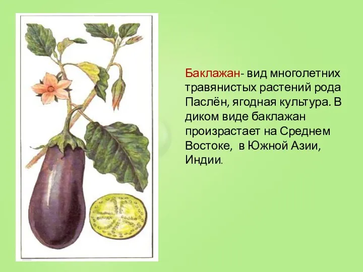 Баклажан- вид многолетних травянистых растений рода Паслён, ягодная культура. В