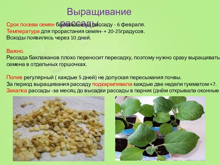 Выращивание рассады. Срок посева семян баклажана на рассаду - 6