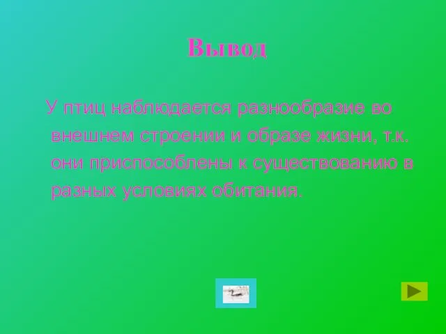 Вывод У птиц наблюдается разнообразие во внешнем строении и образе жизни, т.к. они