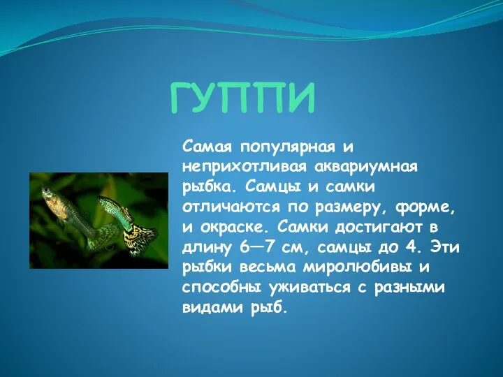 ГУППИ Самая популярная и неприхотливая аквариумная рыбка. Самцы и самки