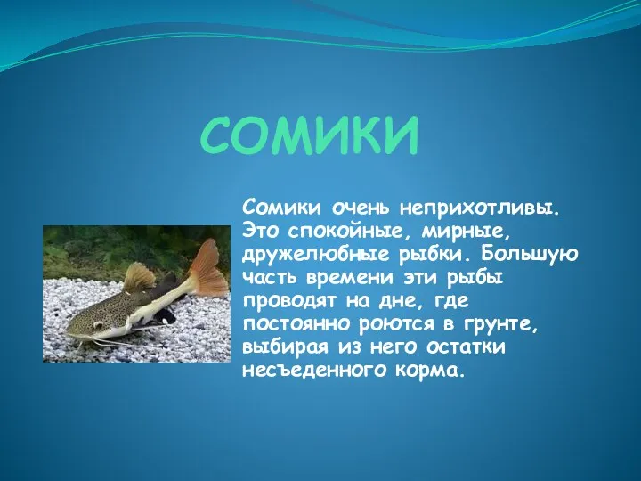 СОМИКИ Сомики очень неприхотливы. Это спокойные, мирные, дружелюбные рыбки. Большую