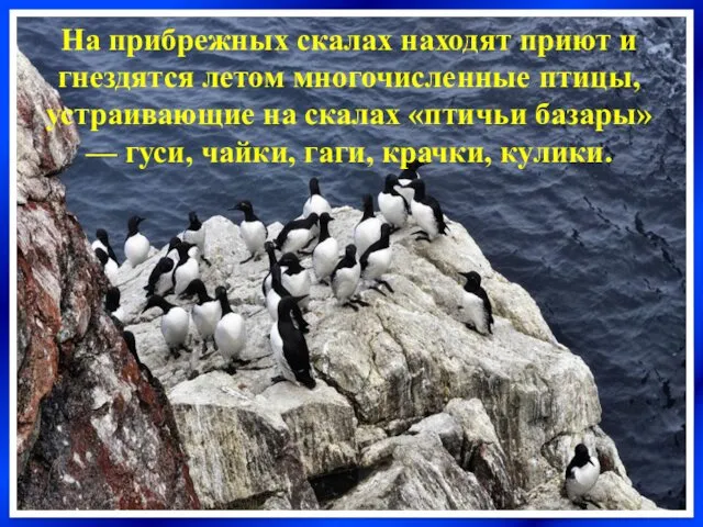 На прибрежных скалах находят приют и гнездятся летом многочисленные птицы,