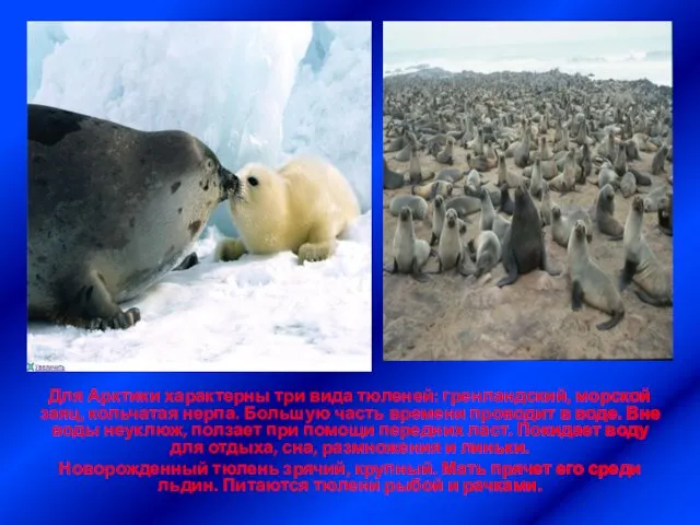 Для Арктики характерны три вида тюленей: гренландский, морской заяц, кольчатая