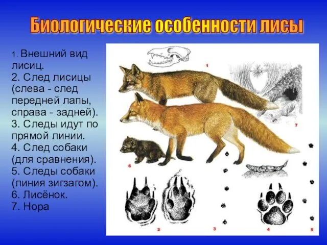 Биологические особенности лисы 1. Внешний вид лисиц. 2. След лисицы