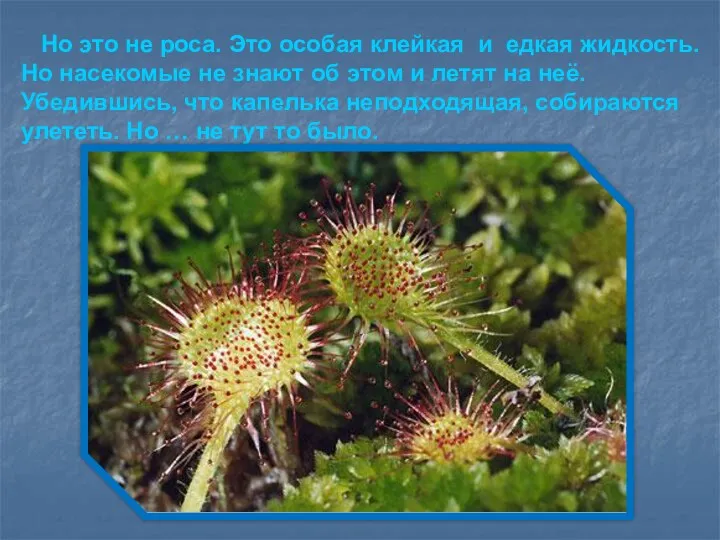 Но это не роса. Это особая клейкая и едкая жидкость. Но насекомые не