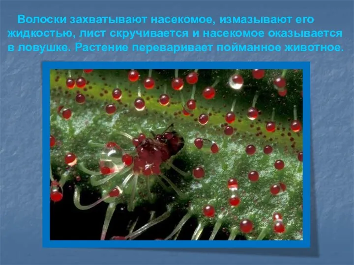 Волоски захватывают насекомое, измазывают его жидкостью, лист скручивается и насекомое