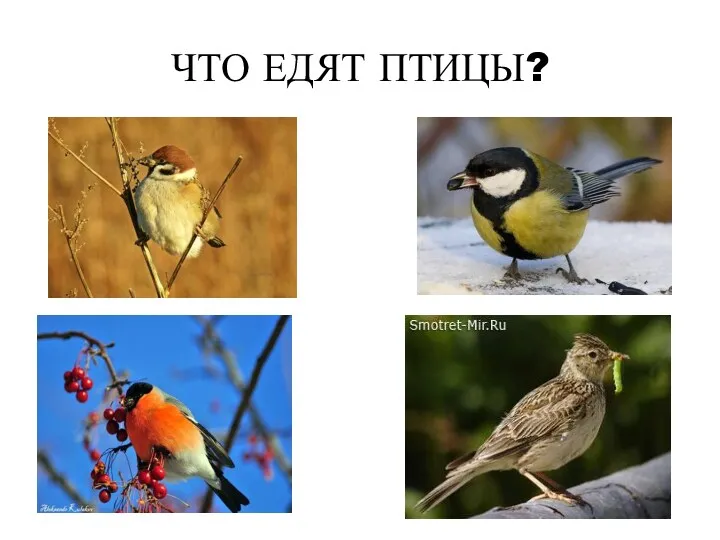 ЧТО ЕДЯТ ПТИЦЫ?