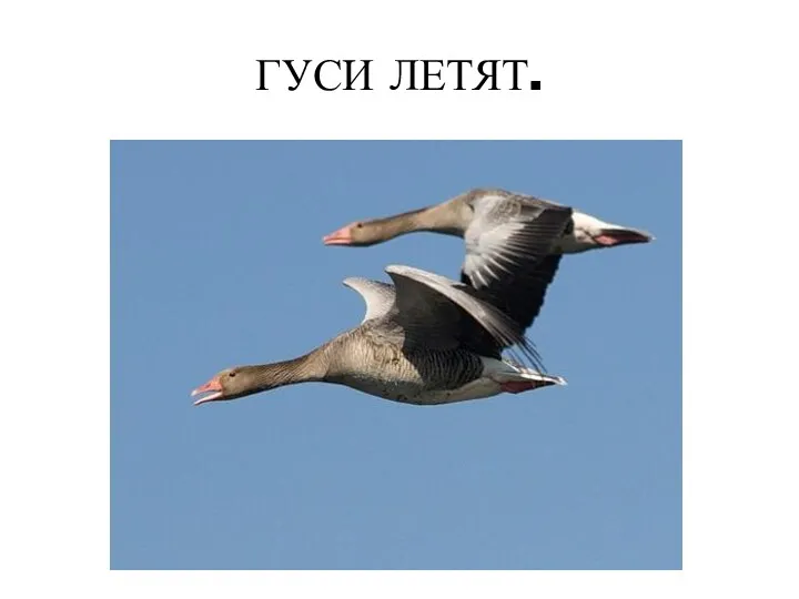 ГУСИ ЛЕТЯТ.